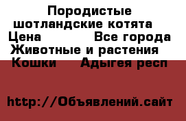 Породистые шотландские котята. › Цена ­ 5 000 - Все города Животные и растения » Кошки   . Адыгея респ.